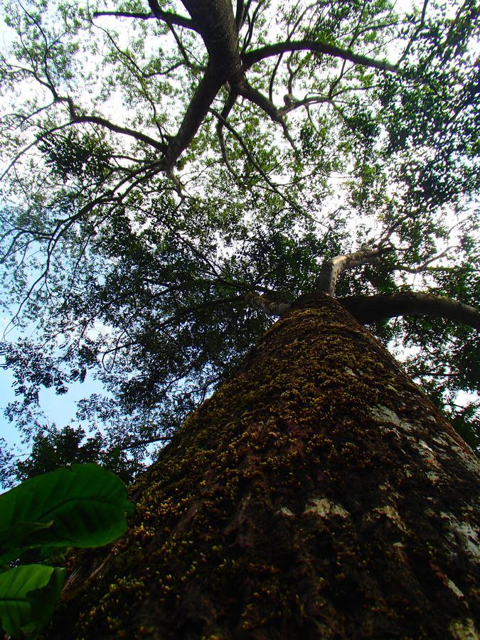 Coorg 4 C'S Little Paradise 马迪凯里 外观 照片